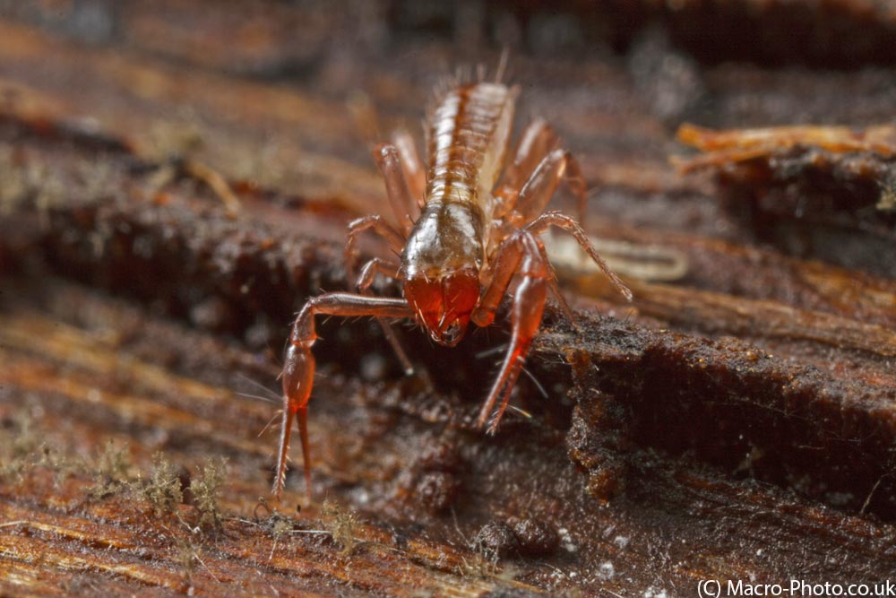 IMAGE: http://www.macro-photo.co.uk/wp-content/uploads/2013/04/MG_1654.jpg