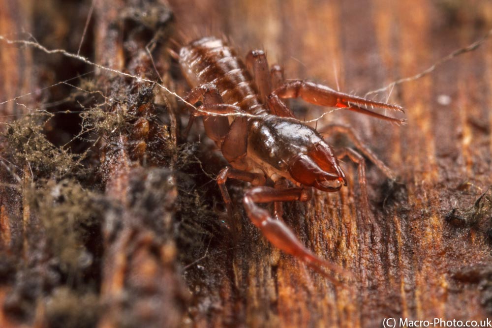 IMAGE: http://www.macro-photo.co.uk/wp-content/uploads/2013/04/MG_1657.jpg