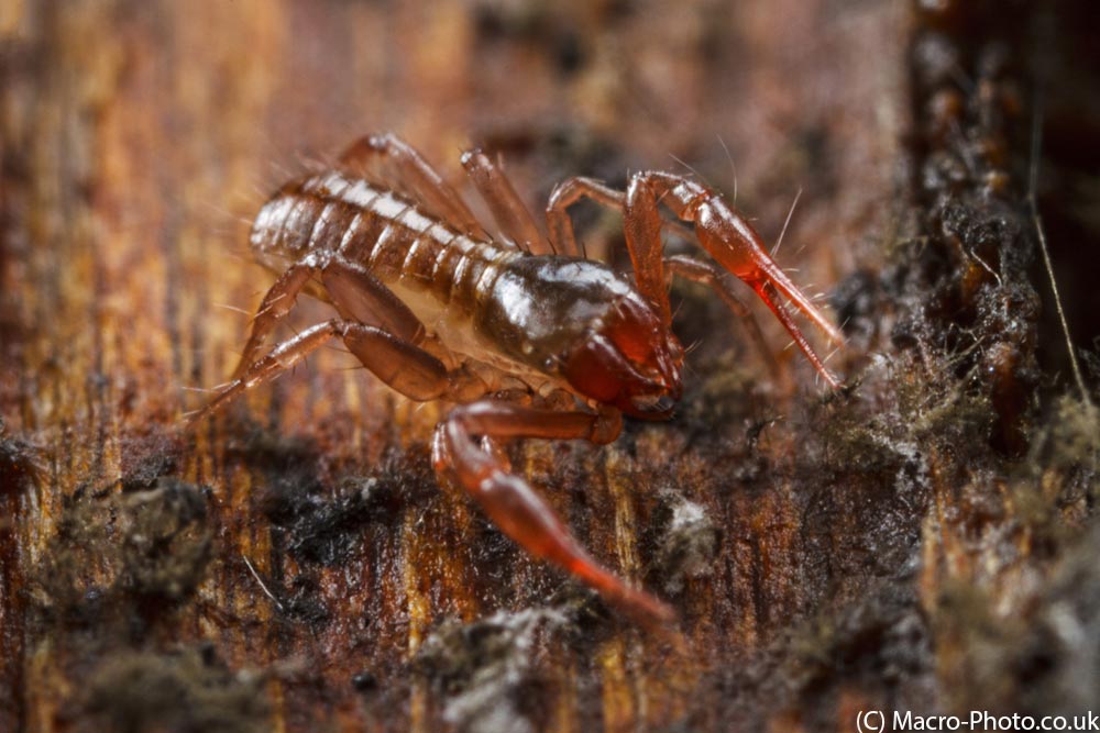 IMAGE: http://www.macro-photo.co.uk/wp-content/uploads/2013/04/MG_1659.jpg