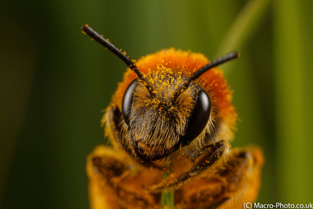 IMAGE: http://www.macro-photo.co.uk/wp-content/uploads/2013/04/MG_2426.jpg