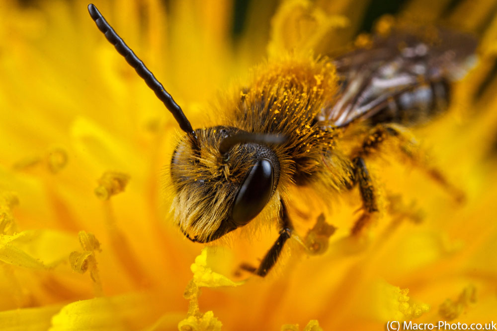 IMAGE: http://www.macro-photo.co.uk/wp-content/uploads/2013/04/MG_2452.jpg