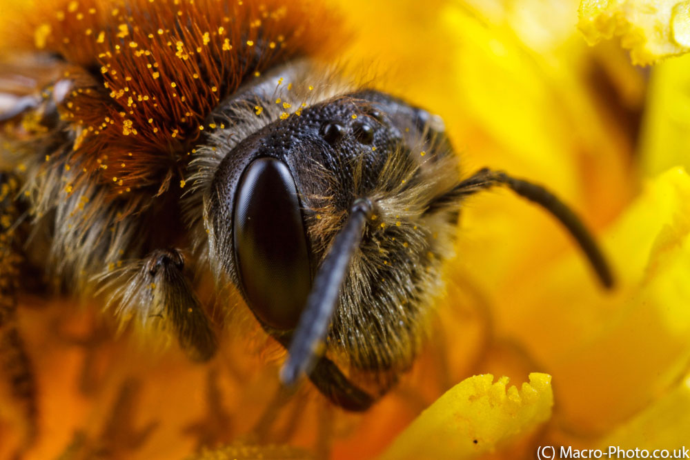 IMAGE: http://www.macro-photo.co.uk/wp-content/uploads/2013/04/MG_2466.jpg