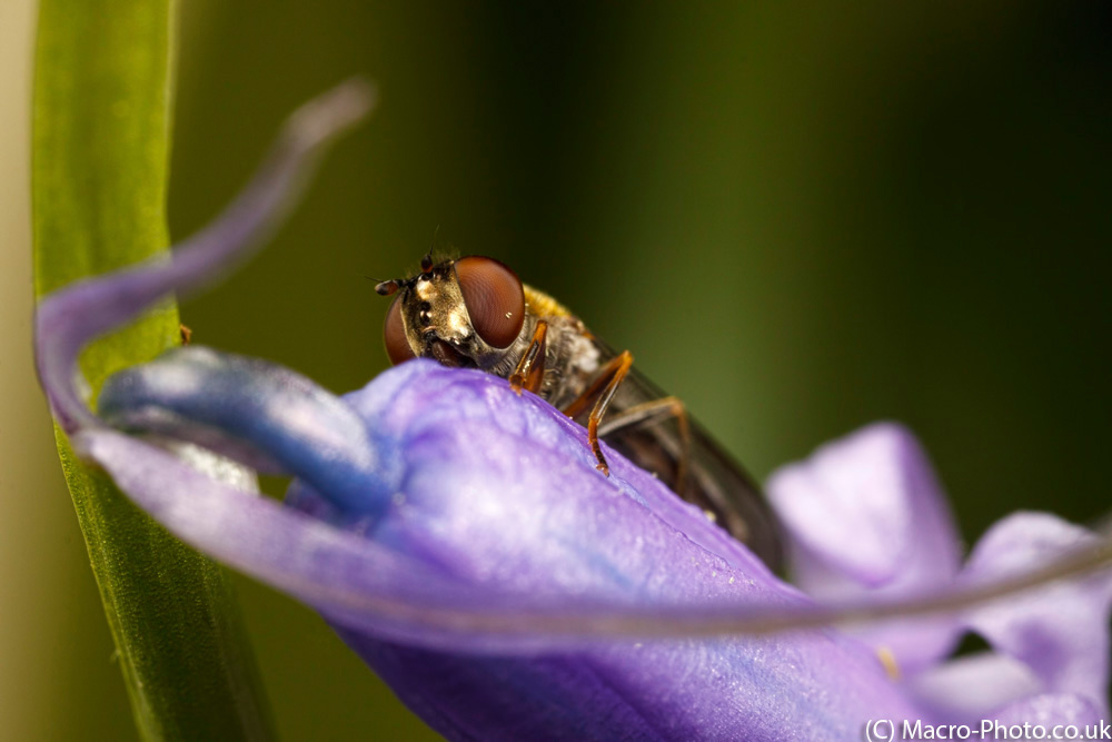 IMAGE: http://www.macro-photo.co.uk/wp-content/uploads/2013/04/MG_2515.jpg