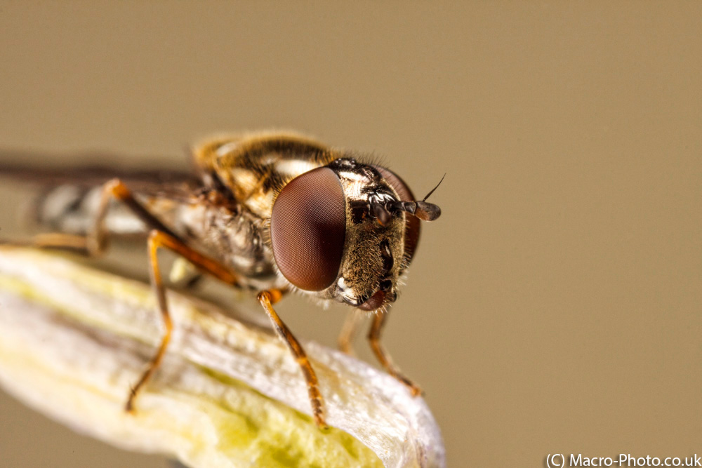 IMAGE: http://www.macro-photo.co.uk/wp-content/uploads/2013/04/MG_2535.jpg