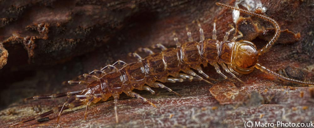 IMAGE: http://www.macro-photo.co.uk/wp-content/uploads/2013/04/PanoCentipede.jpg
