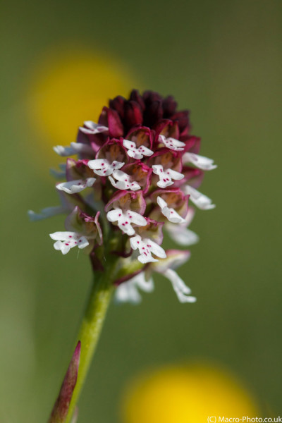 Burnt Tip Orchid