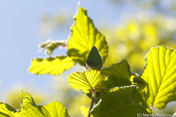 Green Hairstreak in the Tree