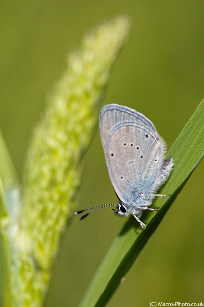 Small Blue on Grass Stalk.