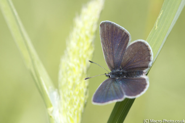 Small Blue Displaying Wings.