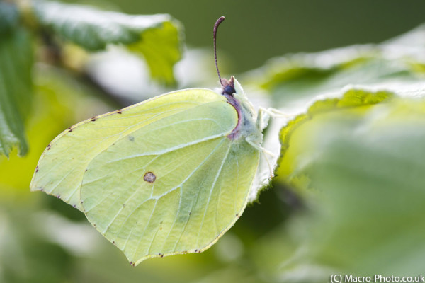 Brimstone.