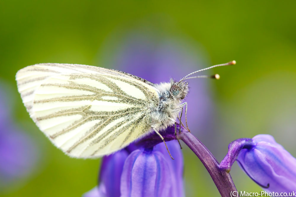 IMAGE: http://www.macro-photo.co.uk/wp-content/uploads/2014/05/MG_5061.jpg