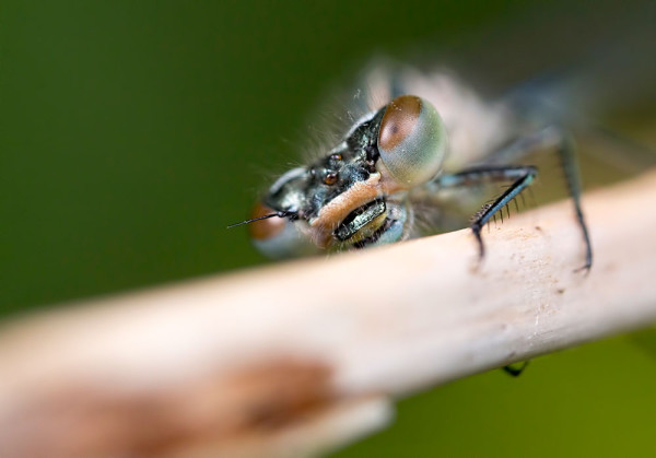 2-Shot-stack of Damselfly