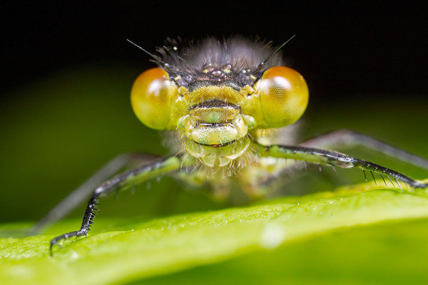 Female Red-eyed Damselfly Head on
