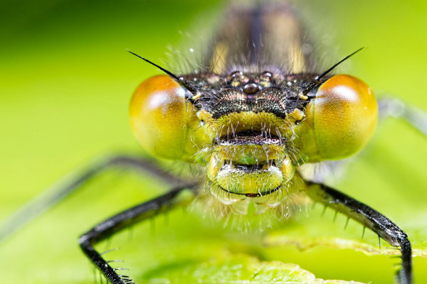 Female Red-eyed Damselfly Head on (2)