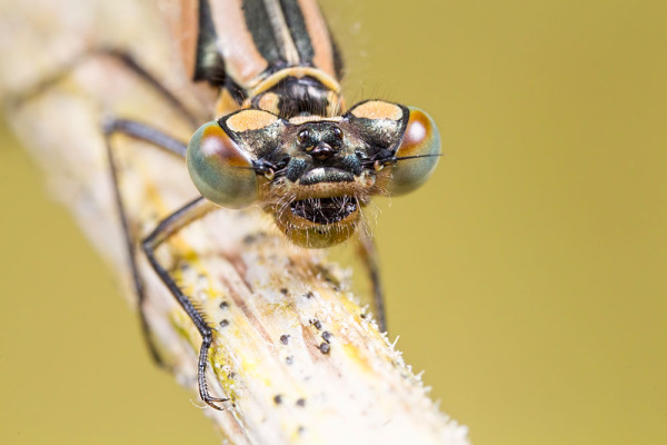 Common Blue on Stem Head Shot
