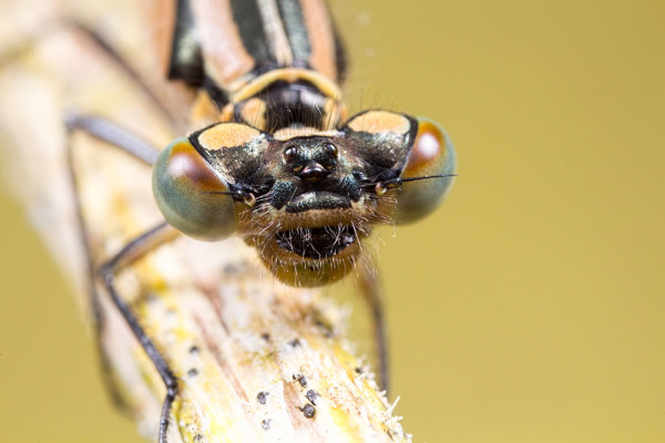 Common Blue on Stem Head Shot Yellow