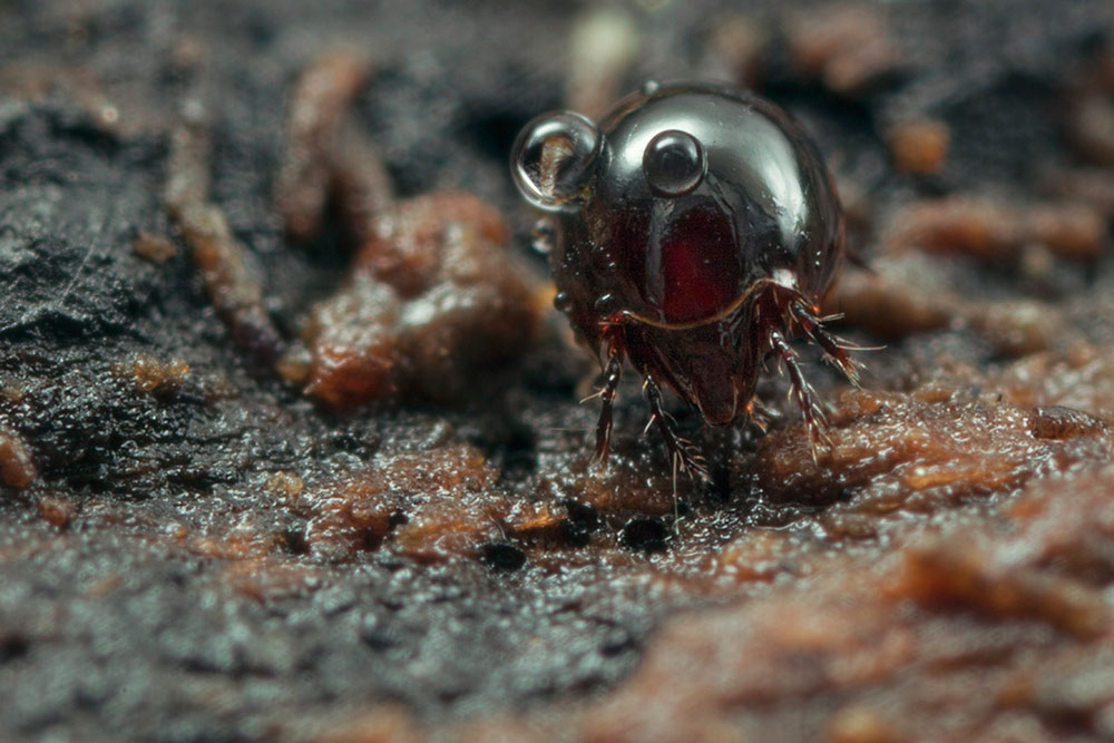 Kitty Litter Bugs at Kevin Hyde blog