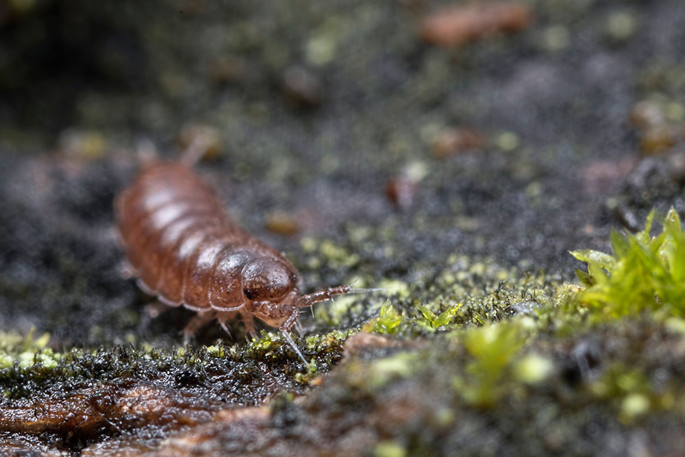 Litter Bugs MacroPhoto.co.uk