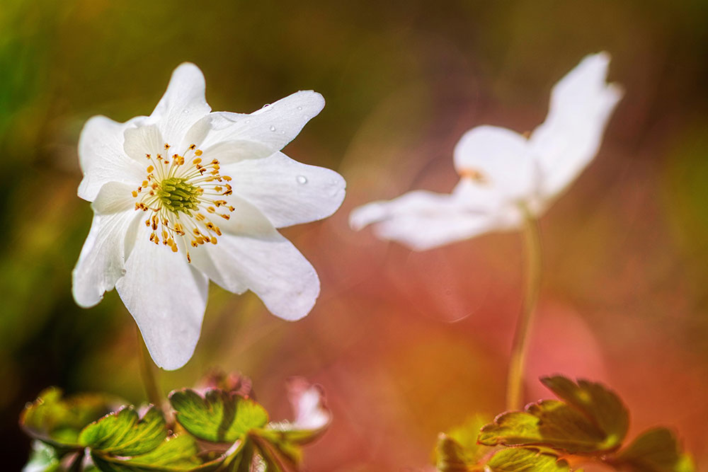 IMAGE: http://www.macro-photo.co.uk/wp-content/uploads/2016/04/MG_9952dete2glow.jpg