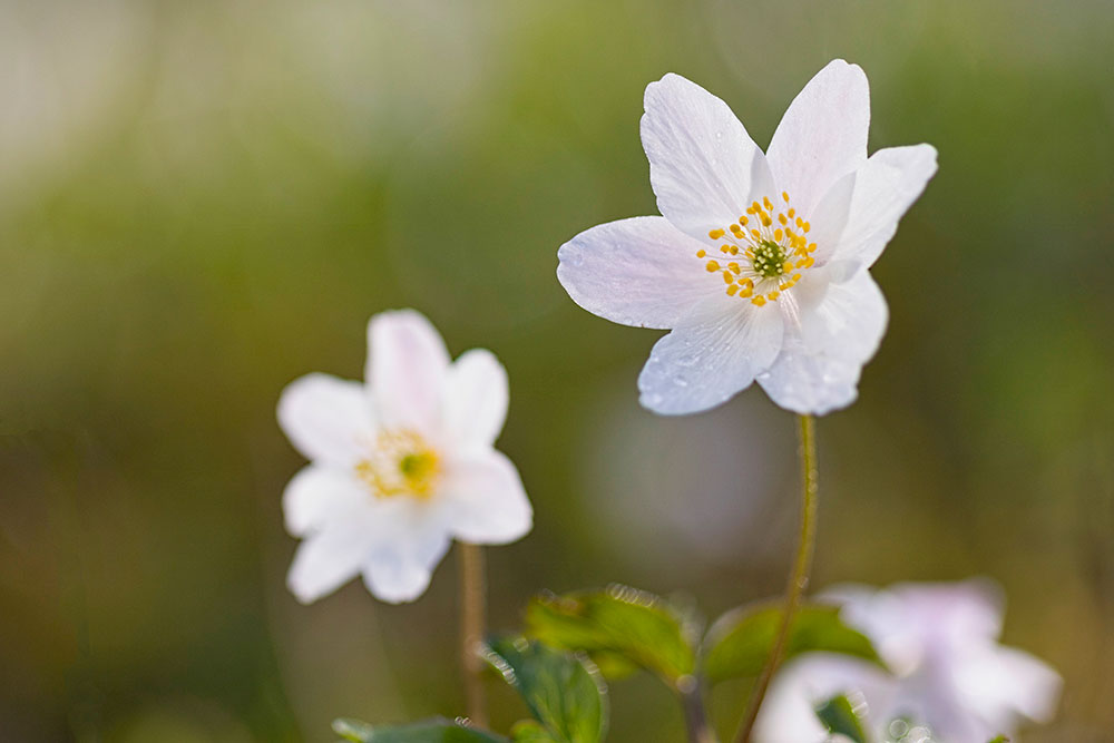 IMAGE: http://www.macro-photo.co.uk/wp-content/uploads/2016/04/MG_9955.jpg