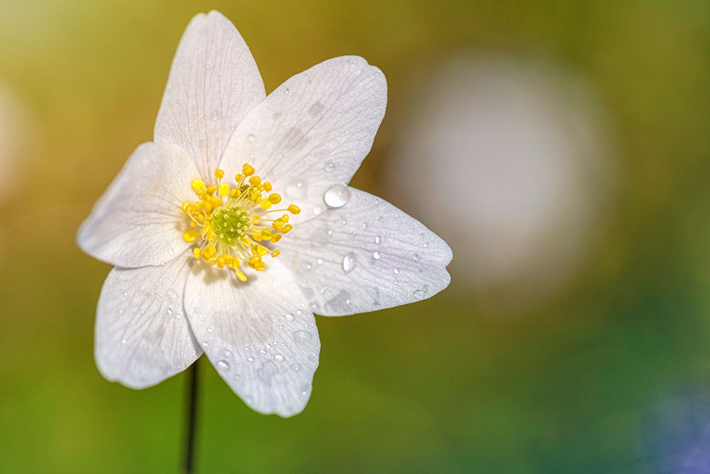 IMAGE: http://www.macro-photo.co.uk/wp-content/uploads/2016/04/MG_9965te.jpg