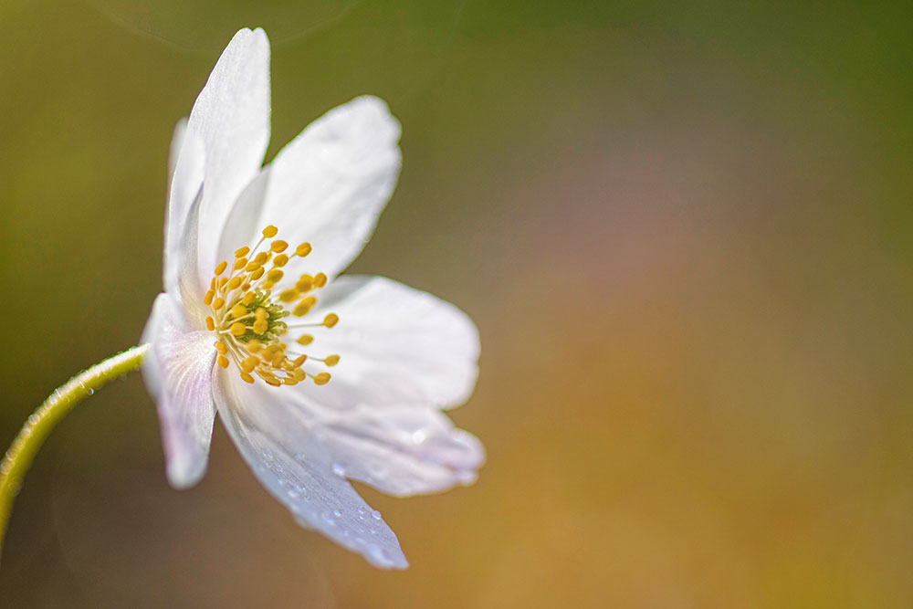 IMAGE: http://www.macro-photo.co.uk/wp-content/uploads/2016/04/MG_9985.jpg