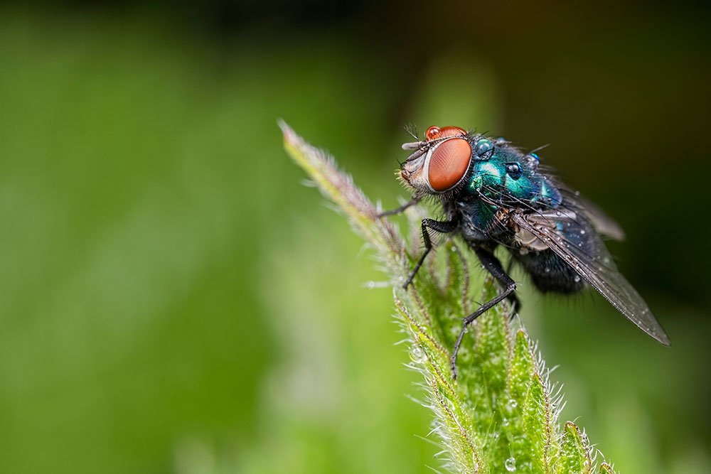 Rain Flies Talk Photography