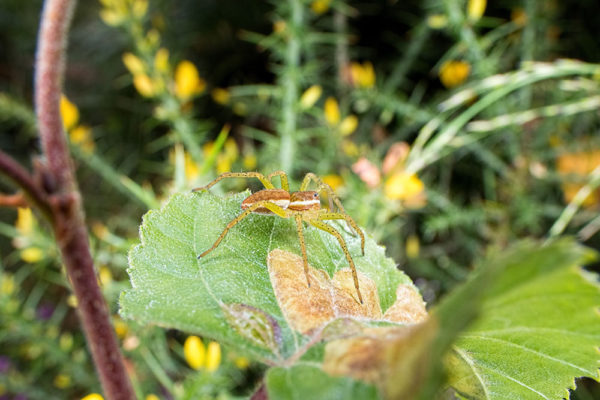 Spider taken with Venus Laowa 15mm lens and Rayflash Ringflash Adaptor (2)