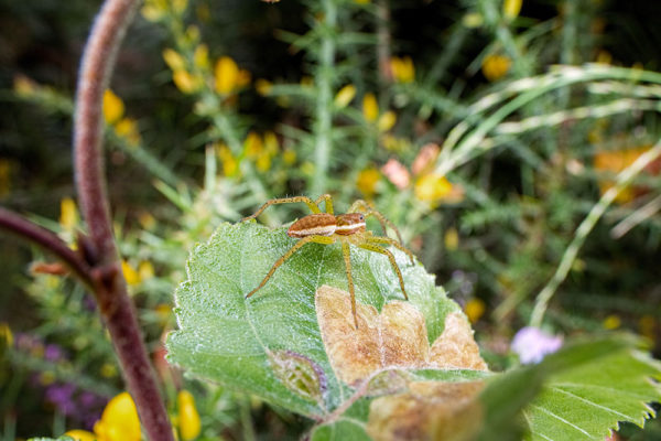 Spider taken with Venus Laowa 15mm lens and Rayflash Ringflash Adaptor (3)