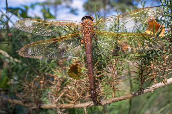 Brown Hawker HDR