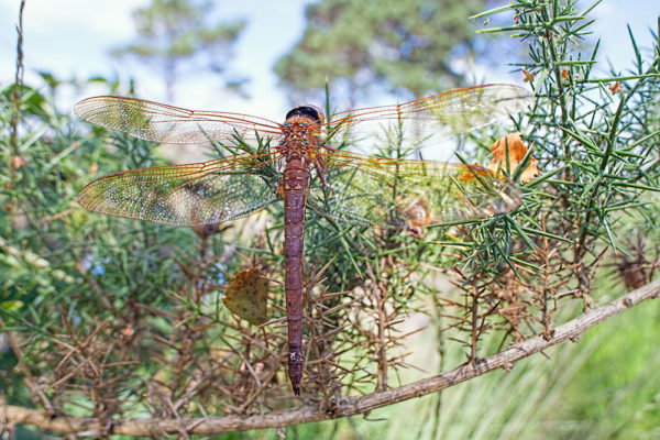 Brown Hawker Wide Angle Macro