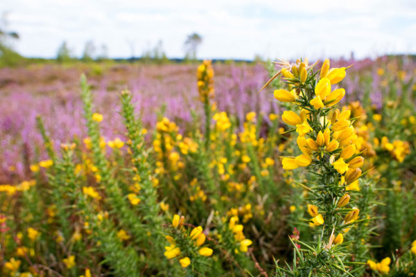 Gorse and Heather Wide Angle Macro