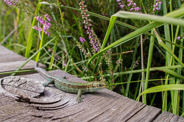Lizard on the boardwalk
