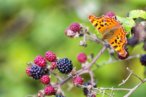 Comma and Blackberries
