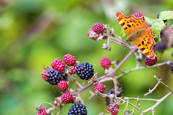 Comma on brambles