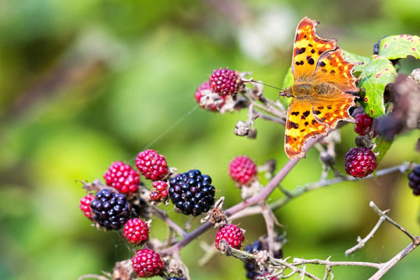 Butterfly on the Blackberries