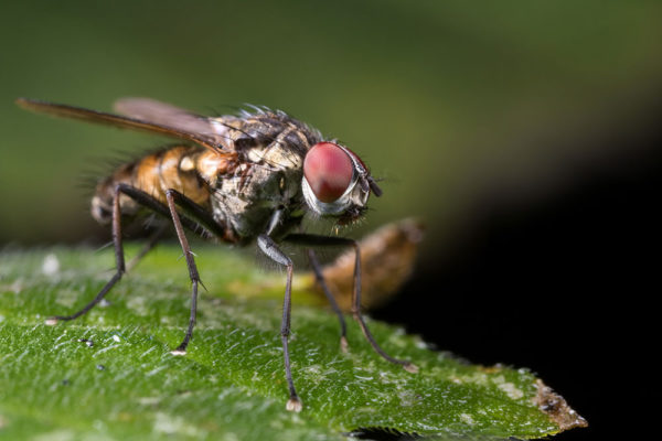 Red Eyed Fly