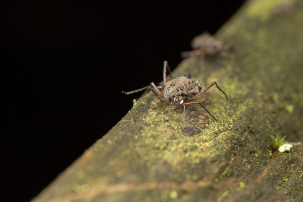 The bugs