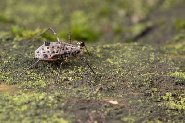 The fence crawling bug