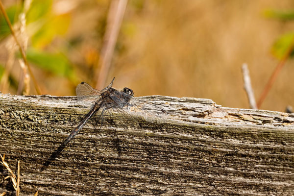 Resting Black Darter