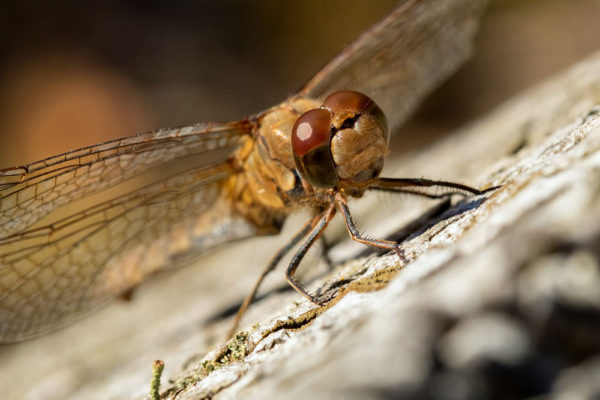 Sunbathing Dragonfly