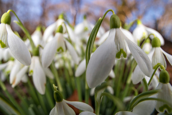 Right in the Snowdrops