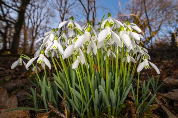 Snowdrops Wide Angle