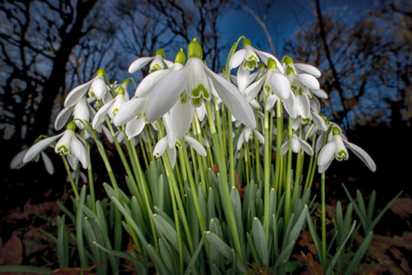 Snowdrops Wide Angle Dark