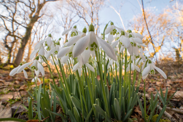 Snowdrops Wide Angle Daylight