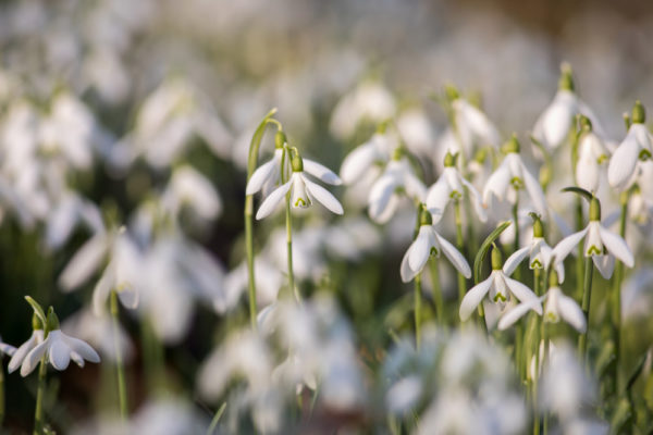 Snowdrops in bloom