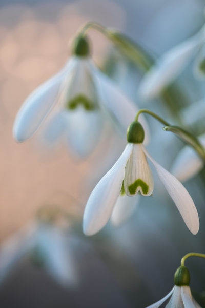 Backlit Snowdrops