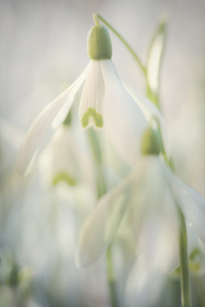 Delicate