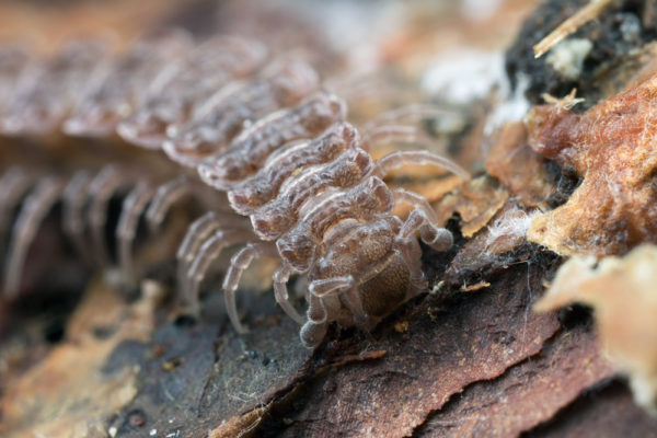 Centipede Head