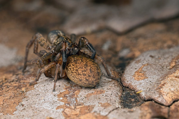 Mating Wolf Spiders